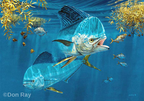 FLY FISHING OCEAN Painting Mahi Mahi, like Don Ray Guy Harvey